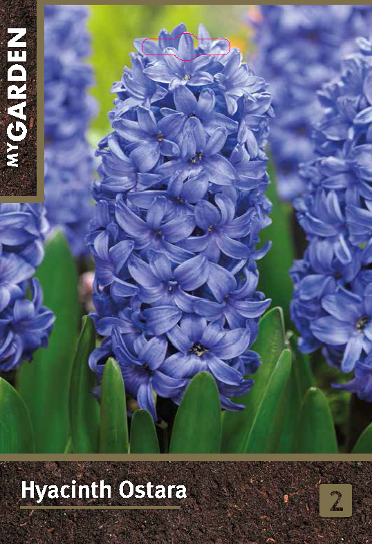 Гиацинт садовый Остара